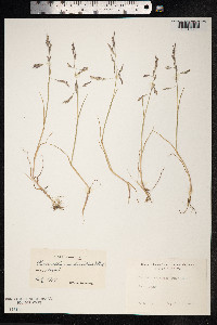 Puccinellia maritima image