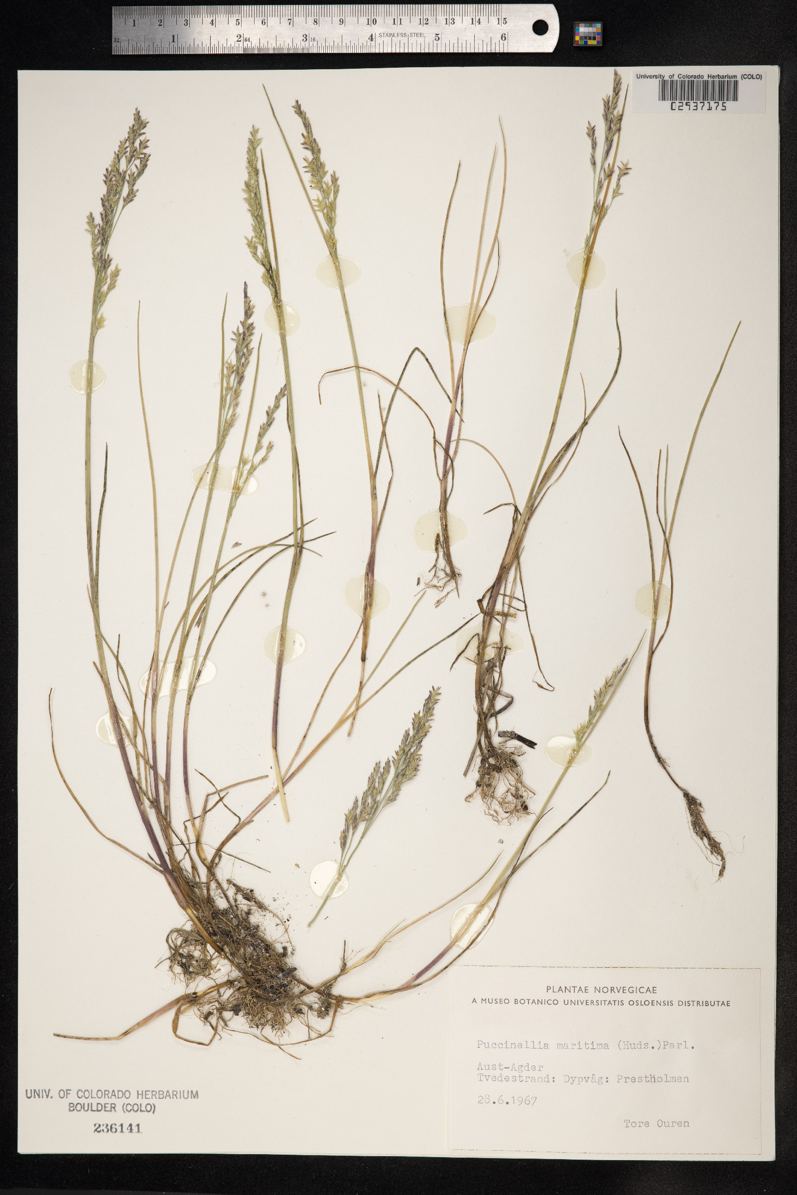 Puccinellia maritima image