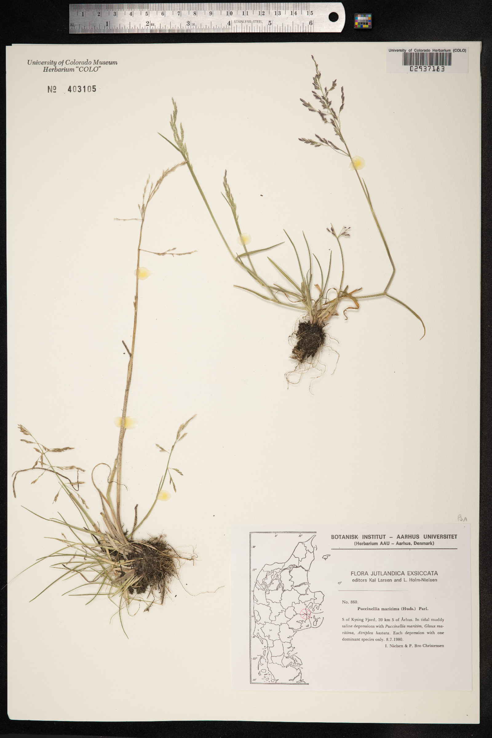 Puccinellia maritima image