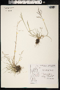 Puccinellia maritima image