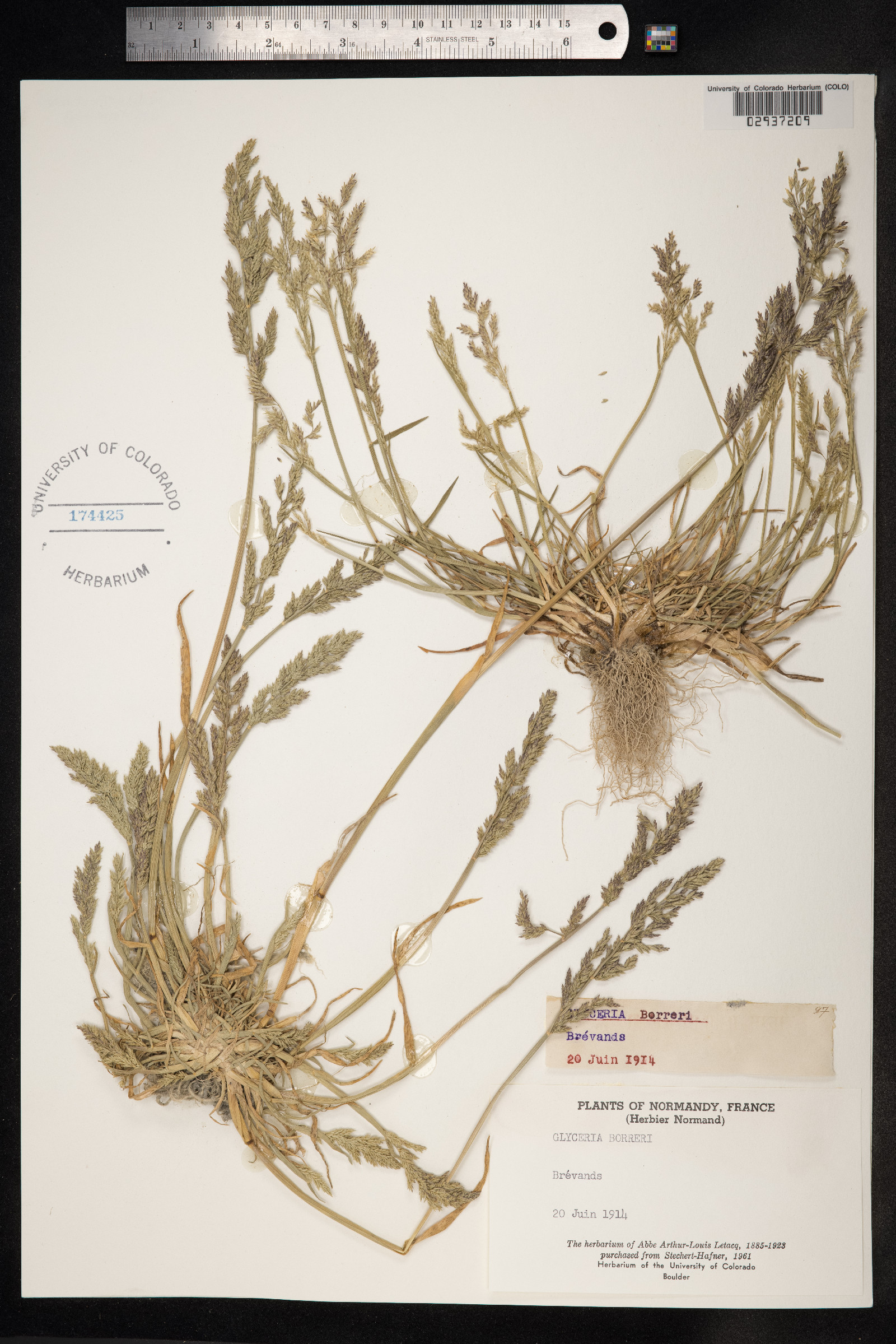 Puccinellia maritima image