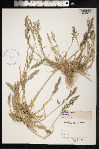 Puccinellia maritima image