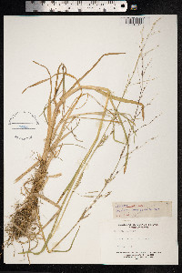 Puccinellia maritima image