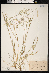 Puccinellia maritima image