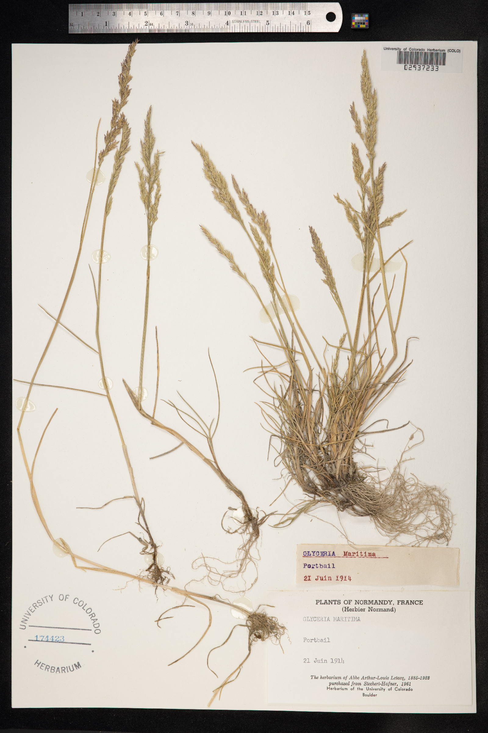 Puccinellia maritima image