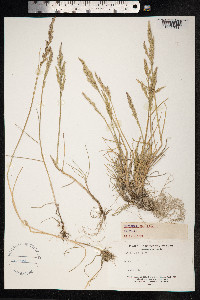 Puccinellia maritima image