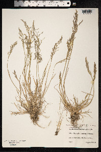 Puccinellia maritima image