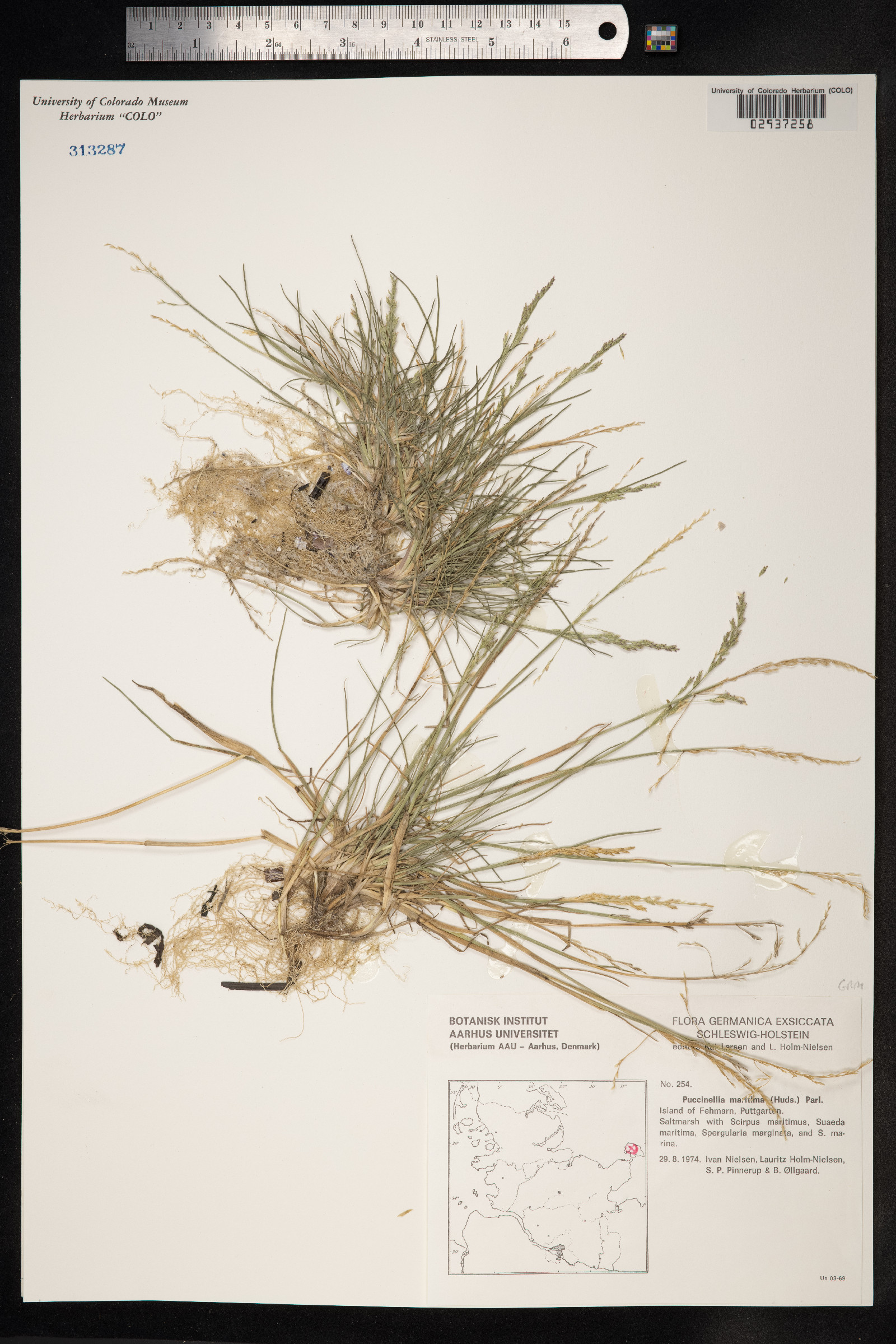 Puccinellia maritima image