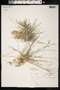 Puccinellia maritima image