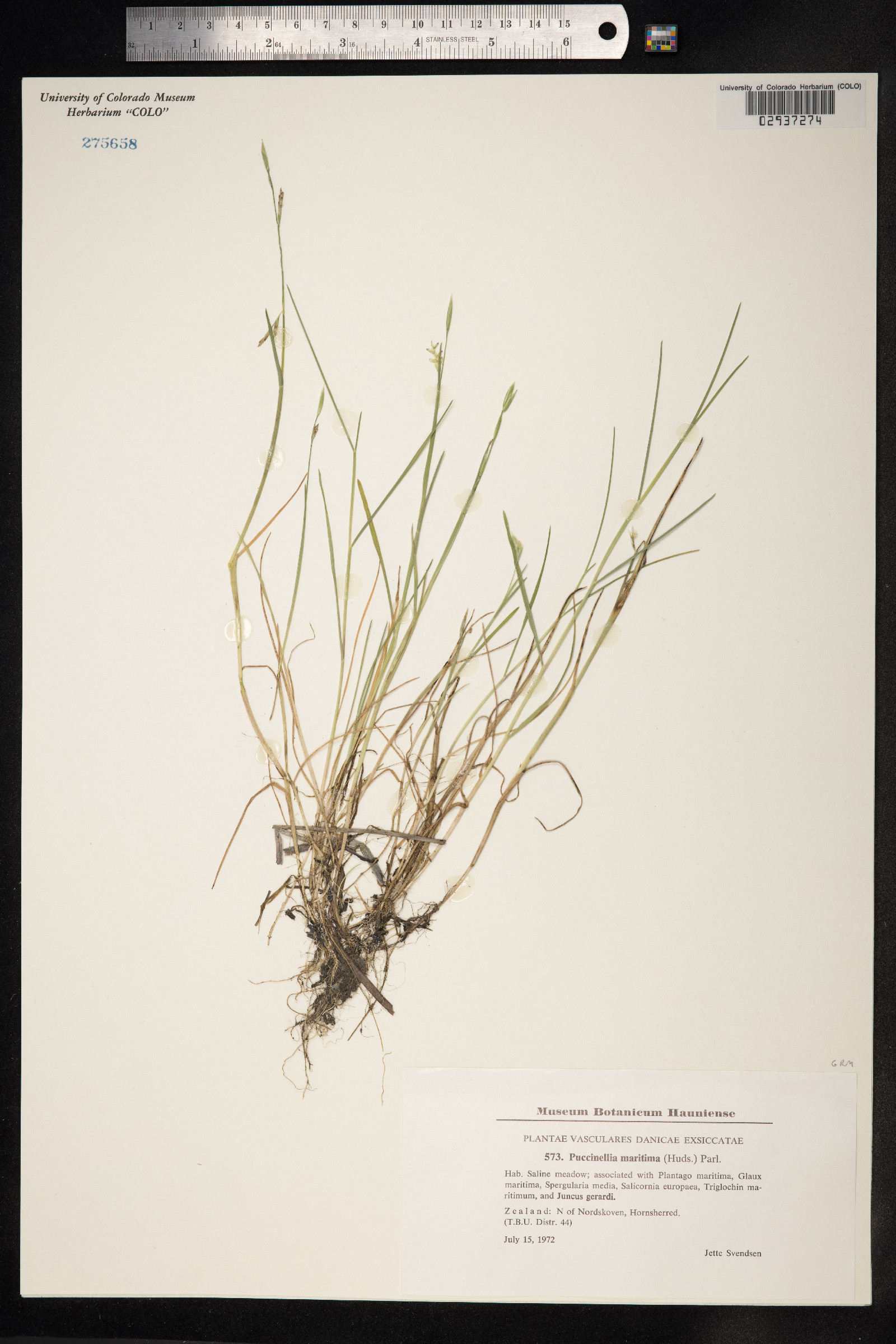 Puccinellia maritima image