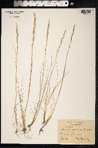 Puccinellia maritima image