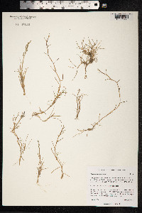 Image of Puccinellia phryganodes