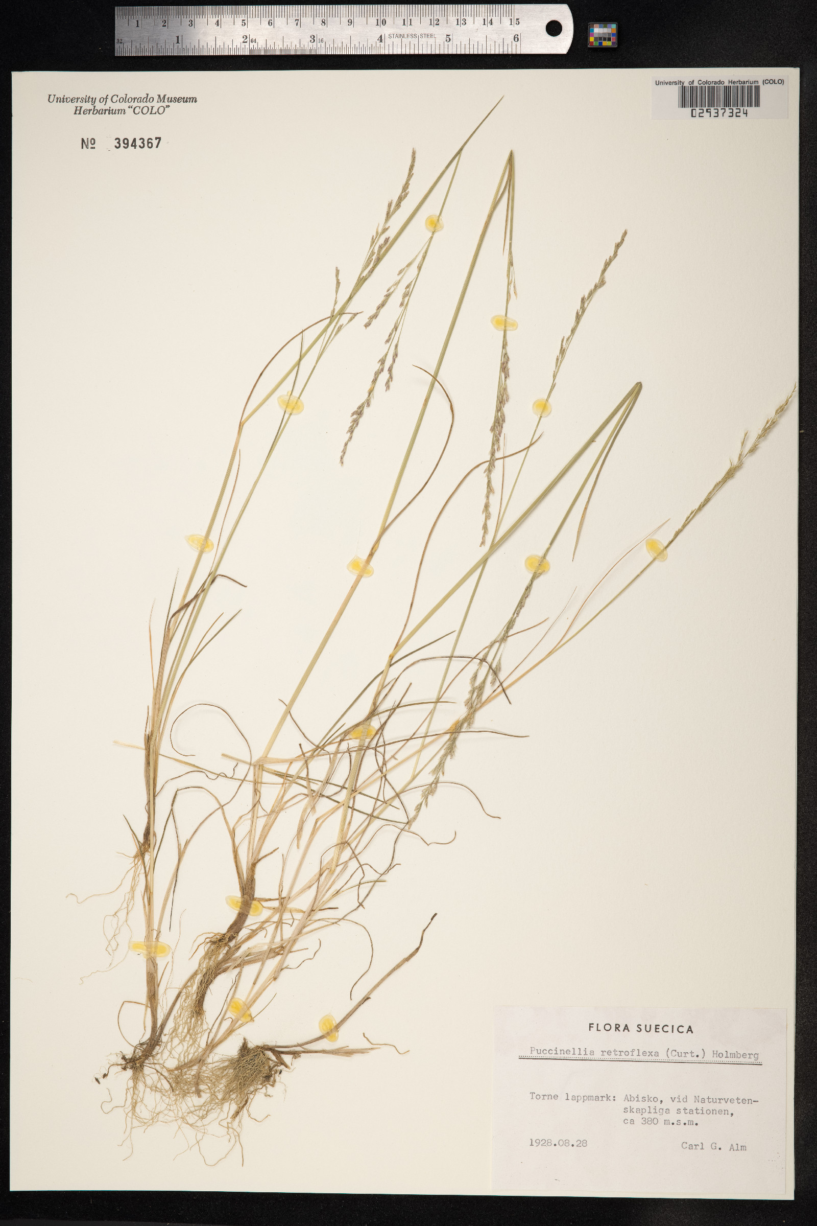 Puccinellia distans image
