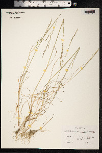 Puccinellia distans image