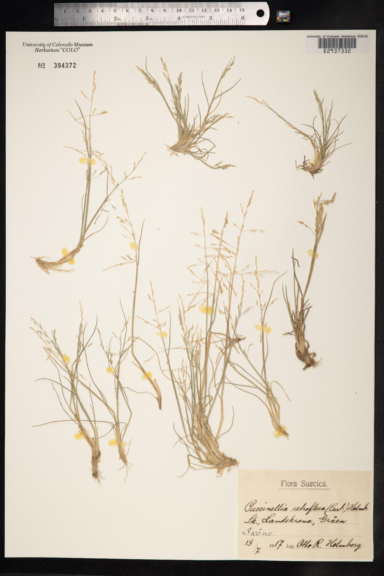 Puccinellia distans image