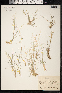 Puccinellia distans image
