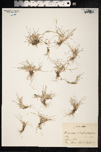 Puccinellia distans image