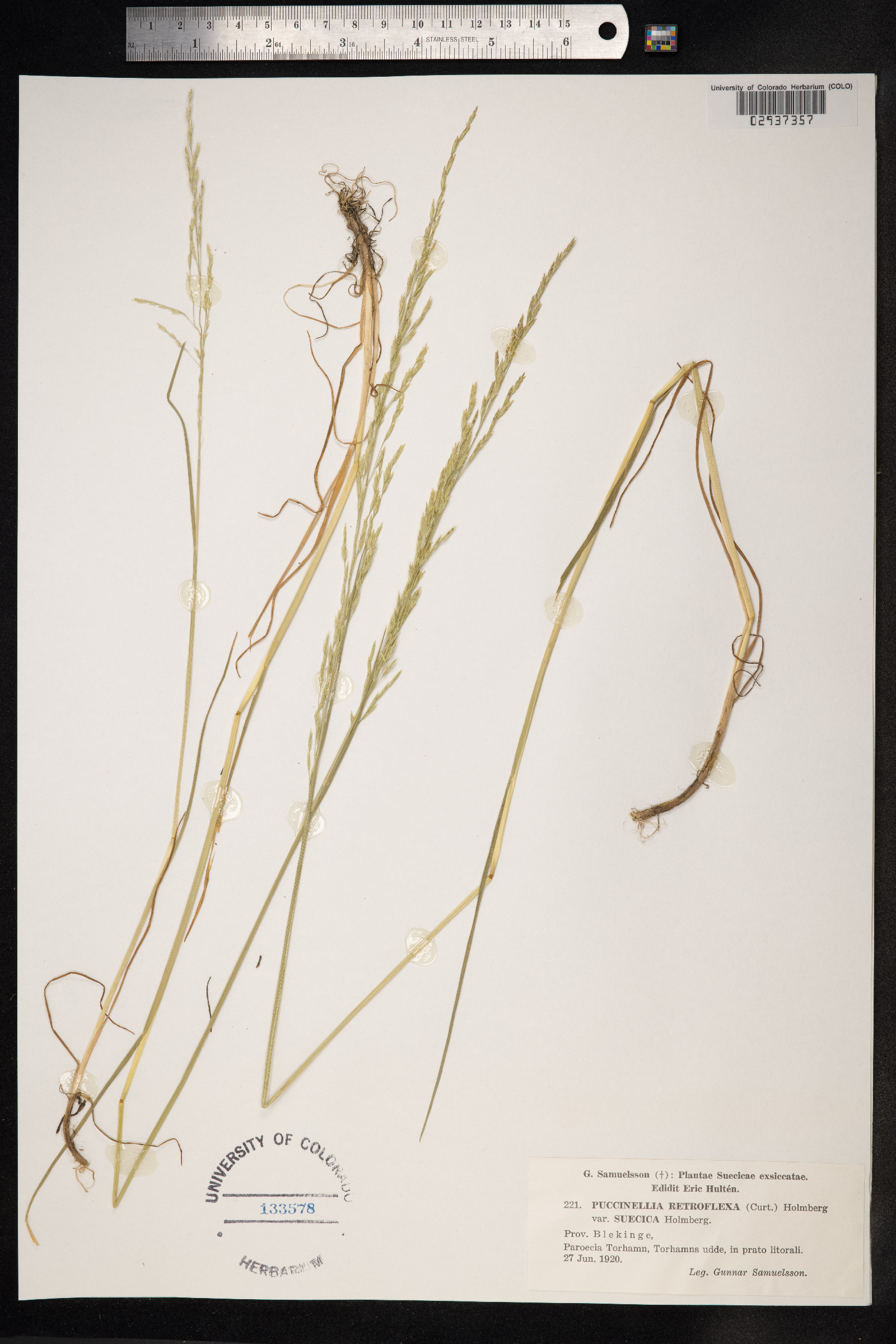 Puccinellia distans image