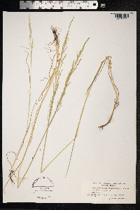 Puccinellia distans image