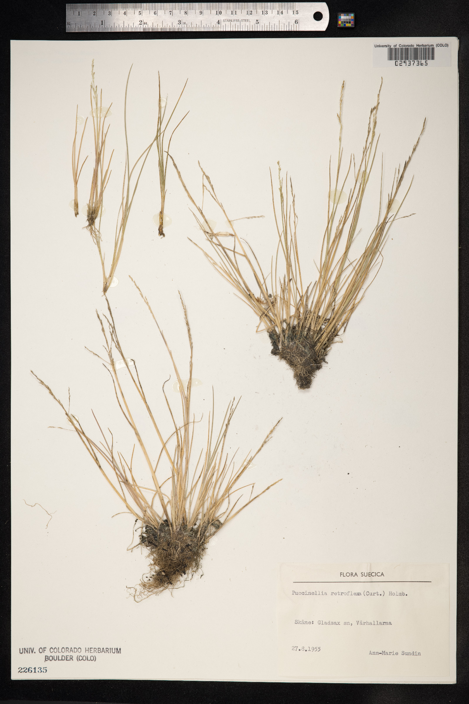 Puccinellia distans image