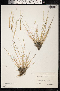 Puccinellia distans image