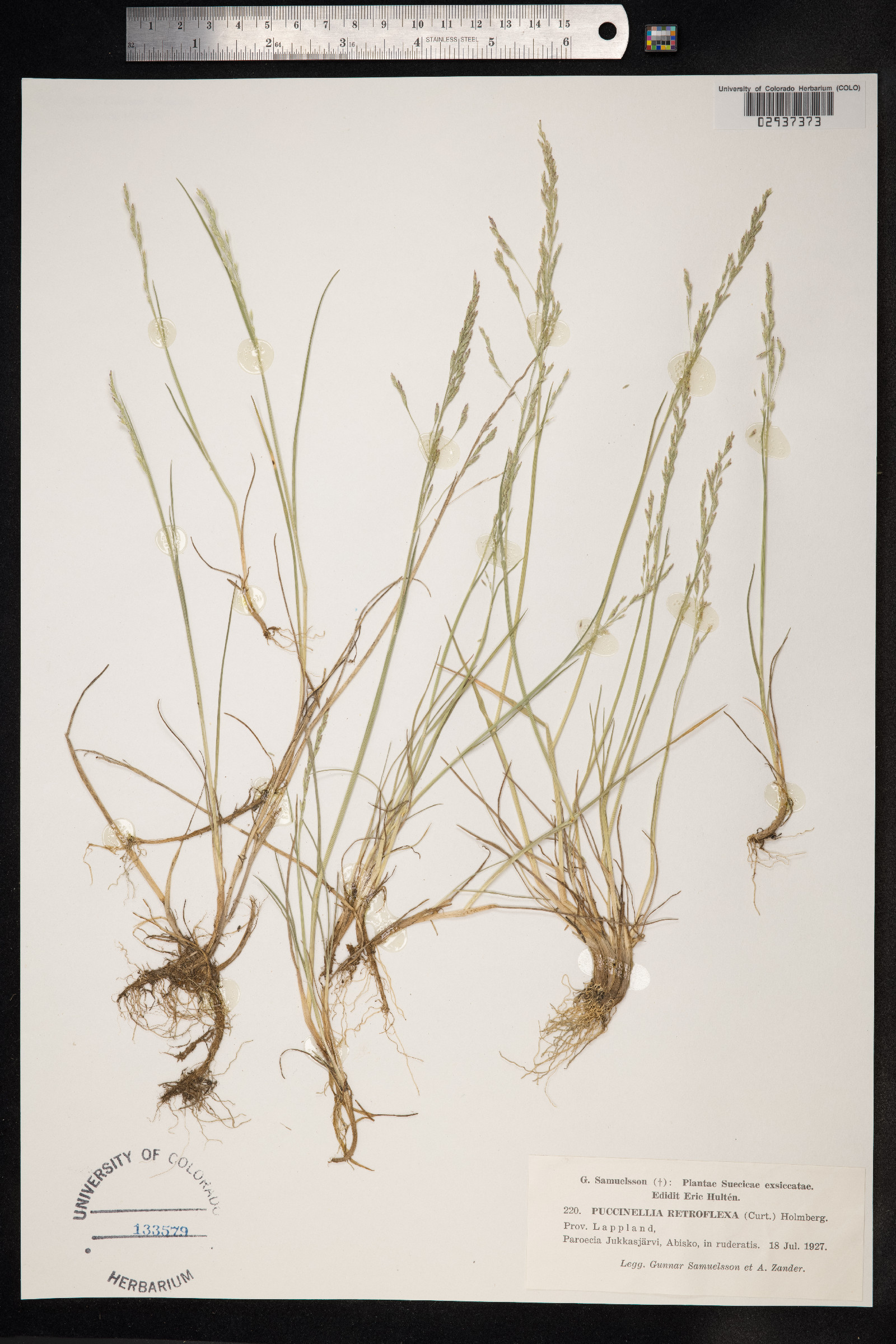Puccinellia distans image