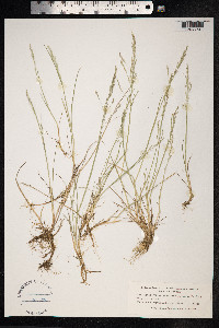 Puccinellia distans image