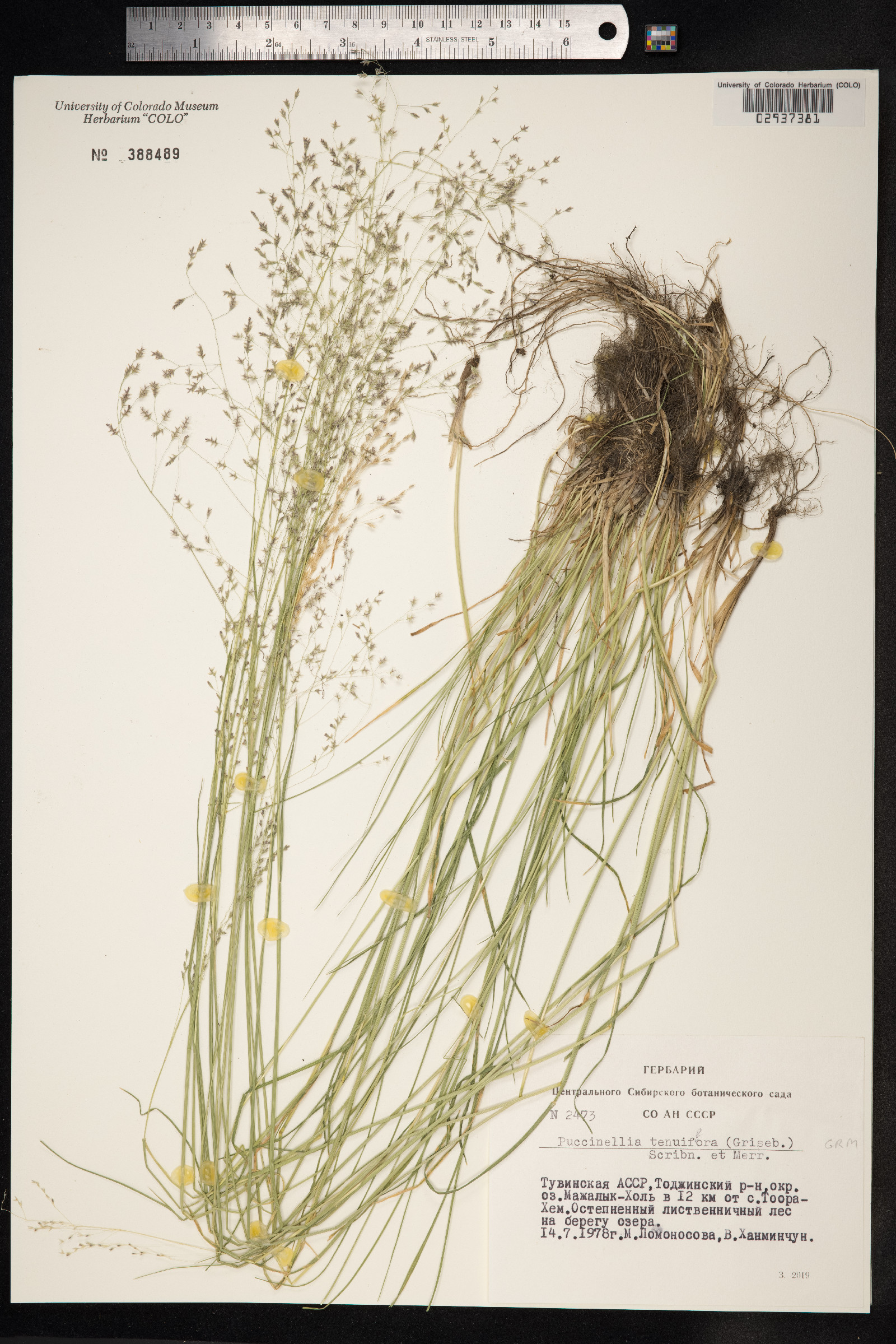 Puccinellia tenuiflora image