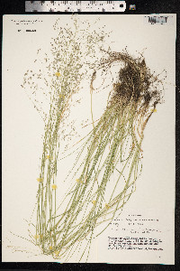 Puccinellia tenuiflora image