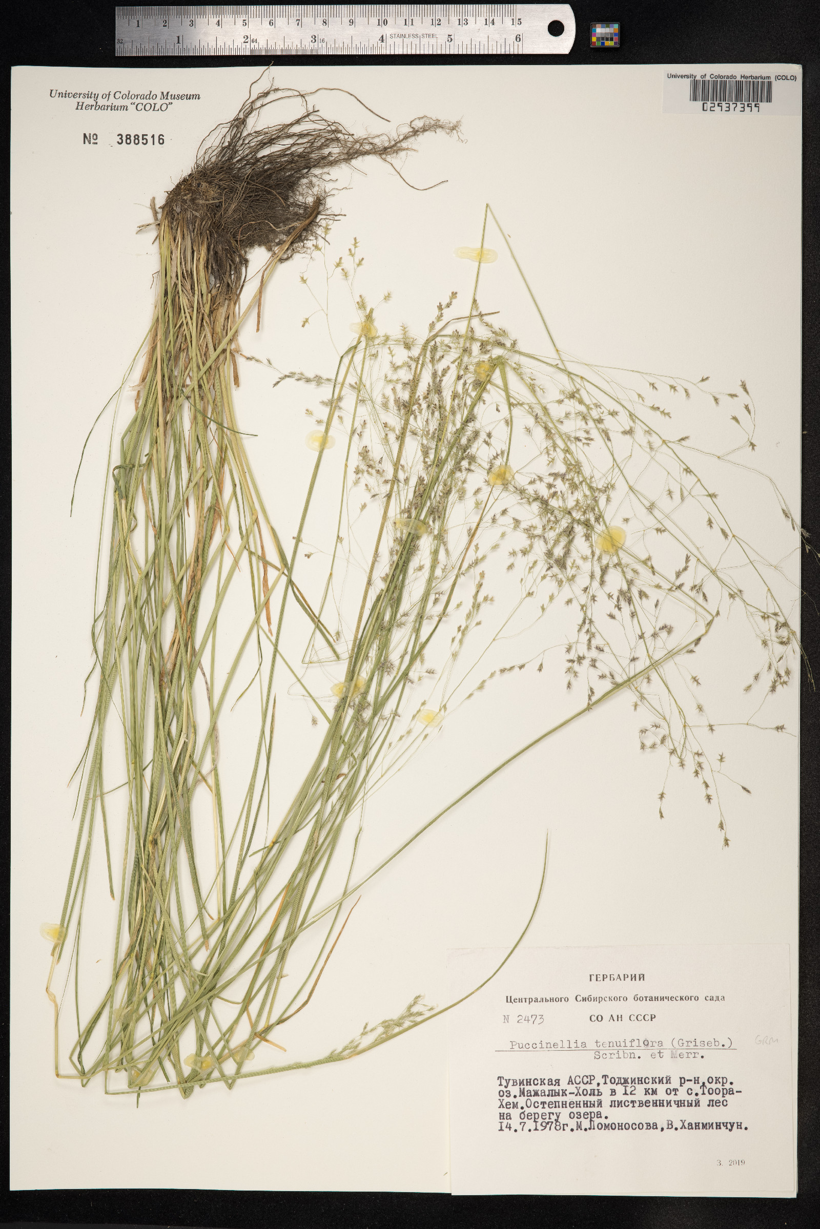 Puccinellia tenuiflora image