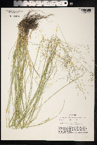 Image of Puccinellia tenuiflora