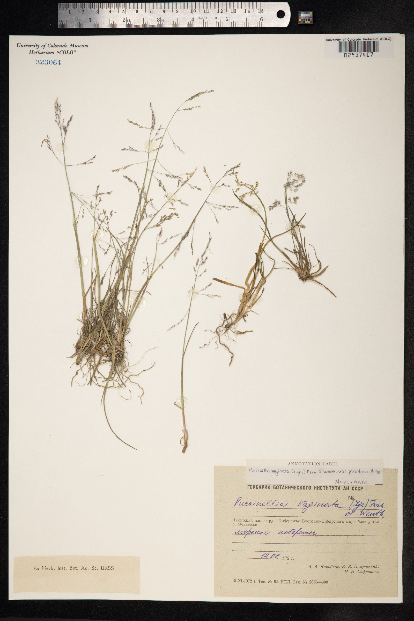 Puccinellia vaginata image