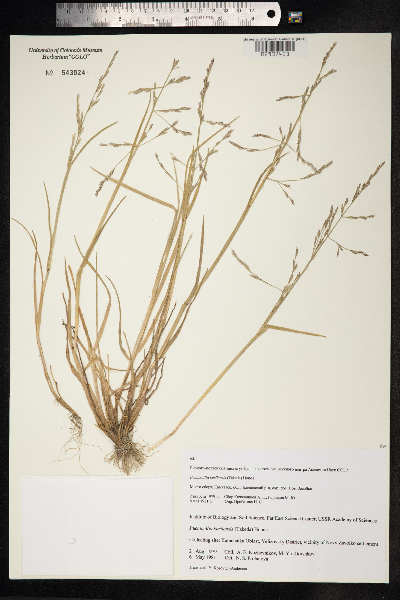 Puccinellia pumila image