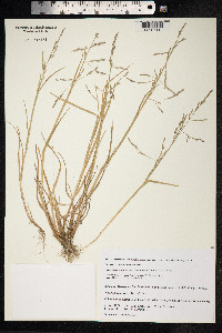 Puccinellia pumila image