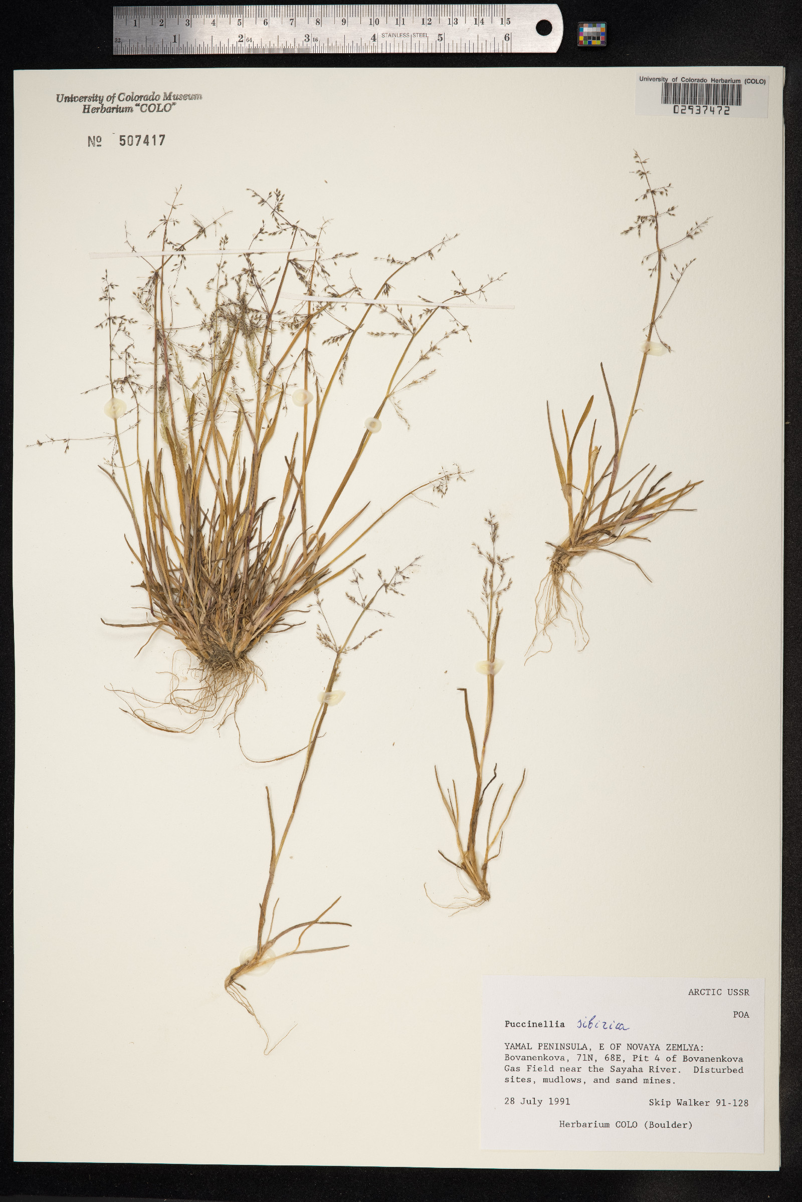 Puccinellia sibirica image