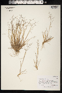 Image of Puccinellia sibirica