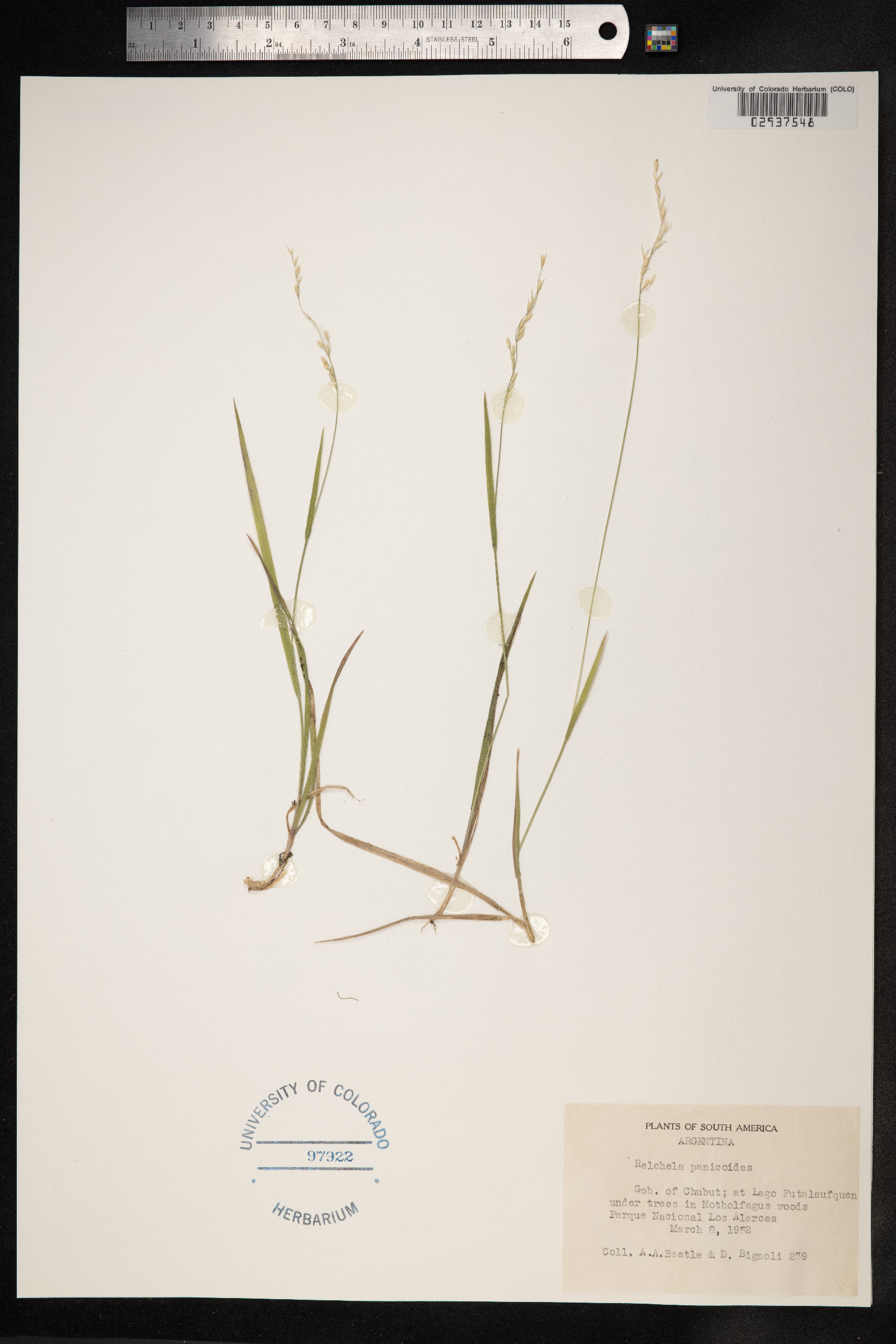Relchela panicoides image