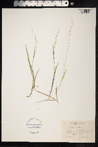 Image of Agrostis asperula