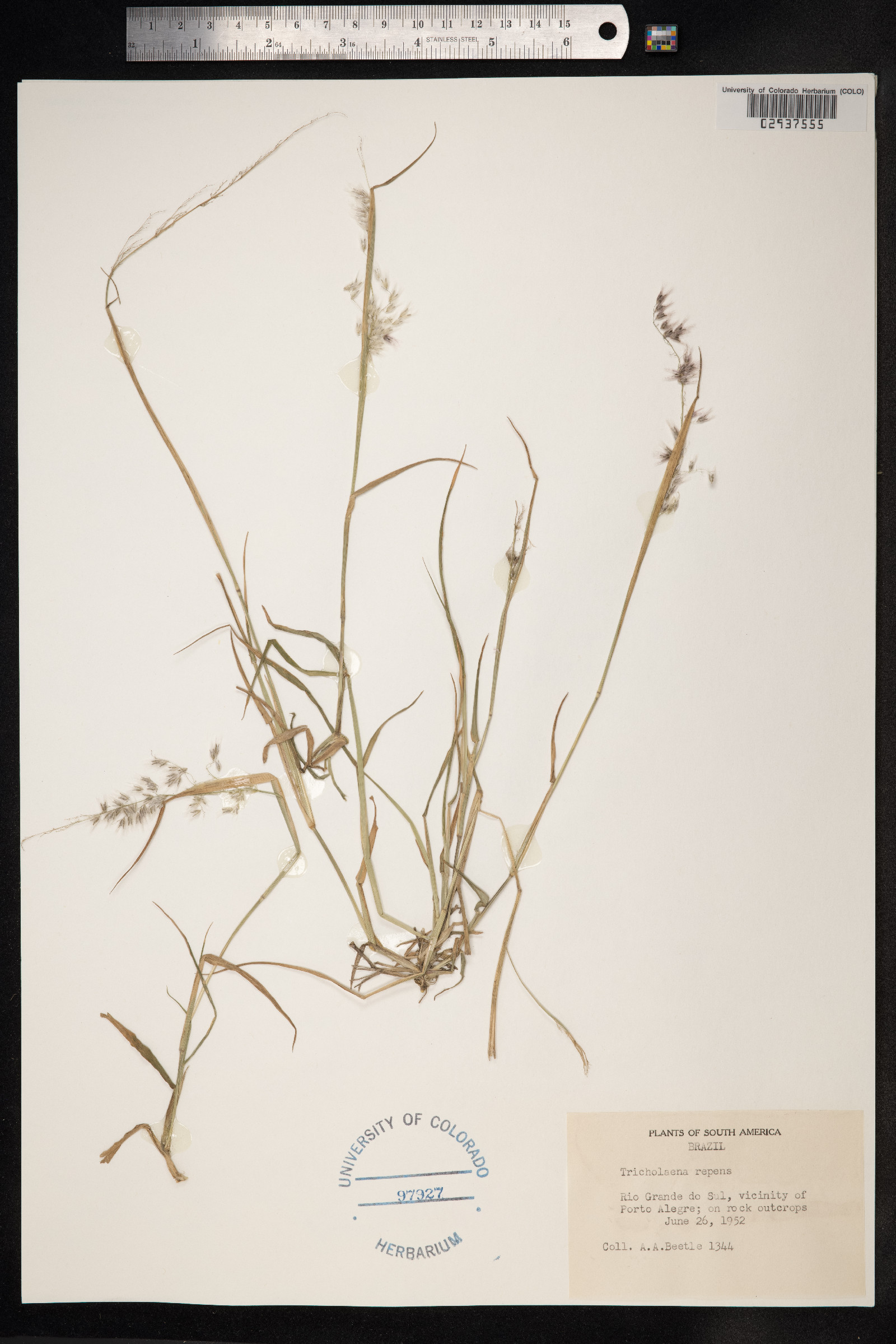 Melinis repens image