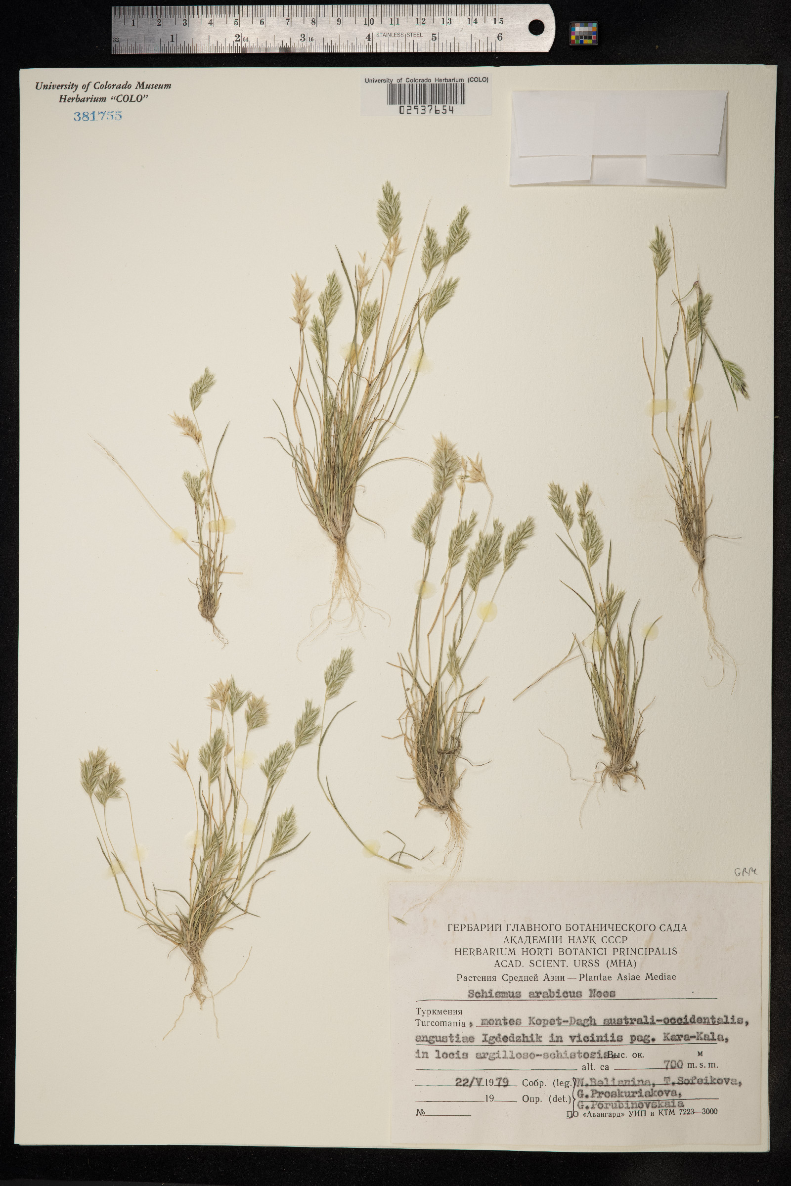 Schismus arabicus image