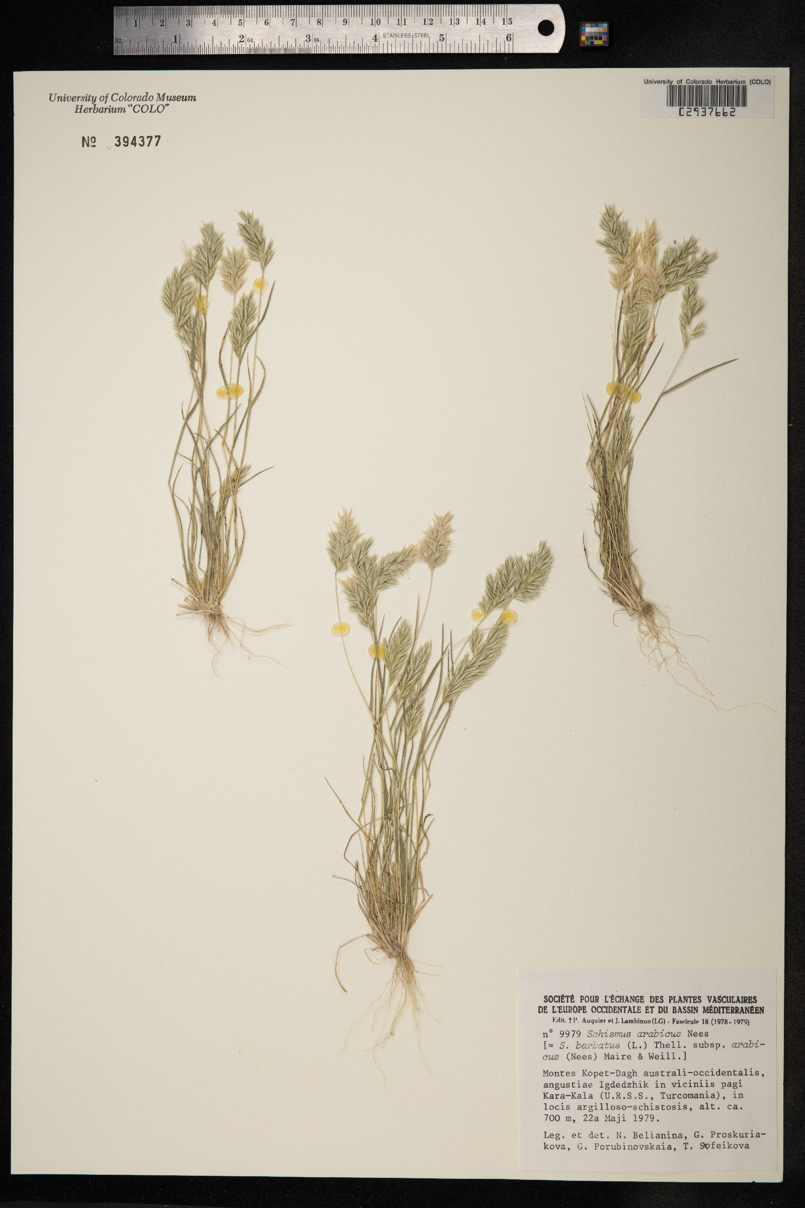 Schismus arabicus image