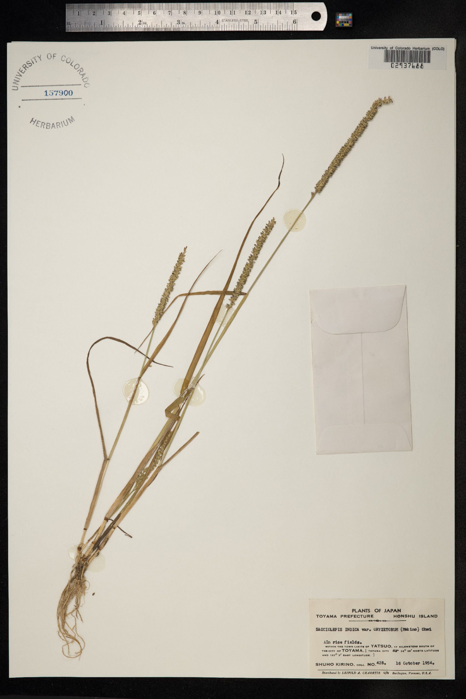 Sacciolepis indica image