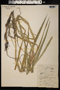 Sacciolepis indica image