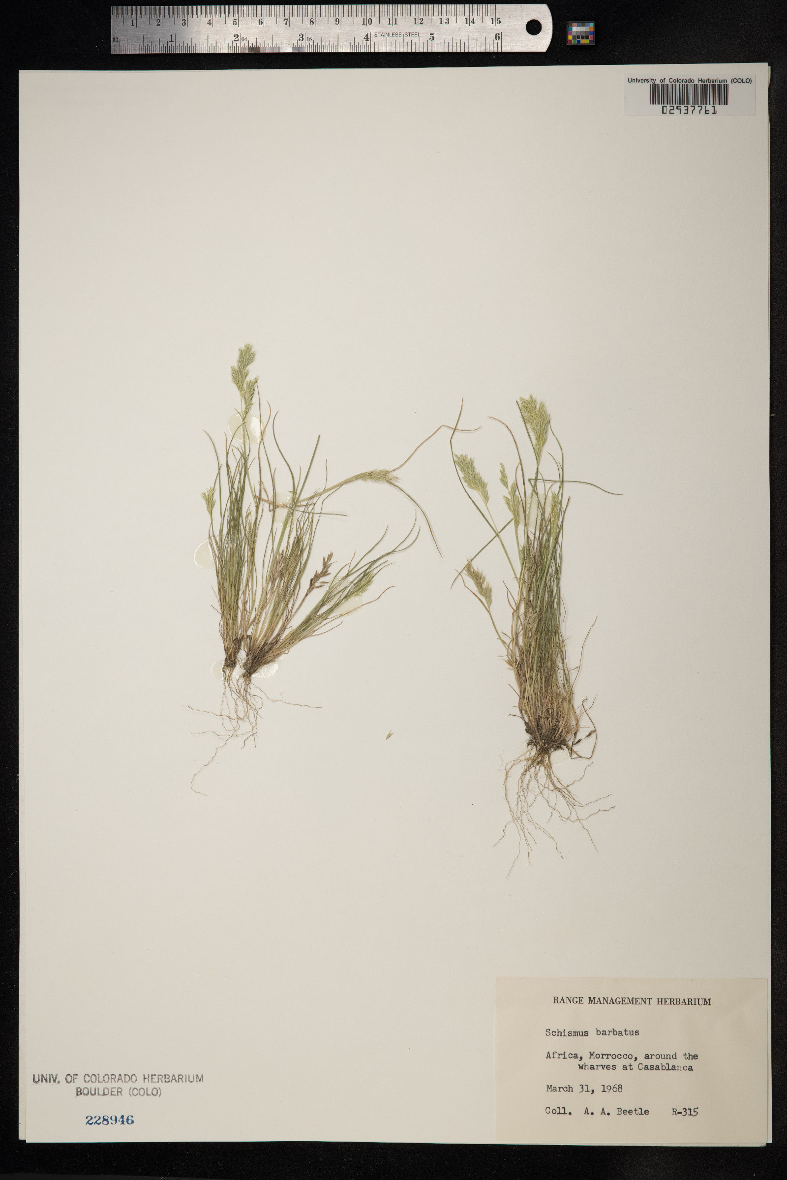 Schismus image