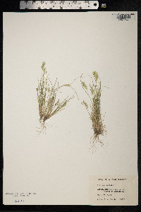 Schismus barbatus image