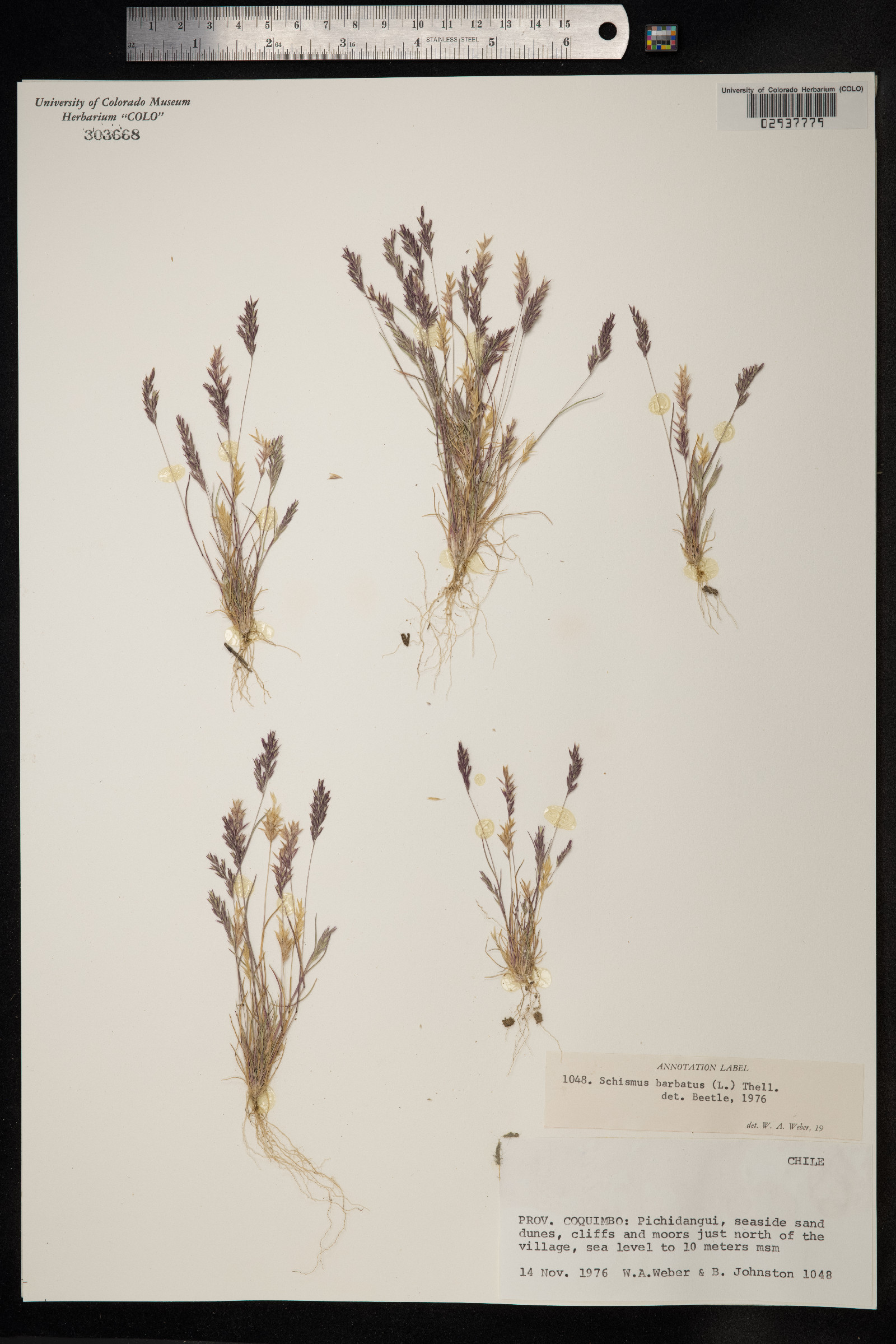 Schismus barbatus image