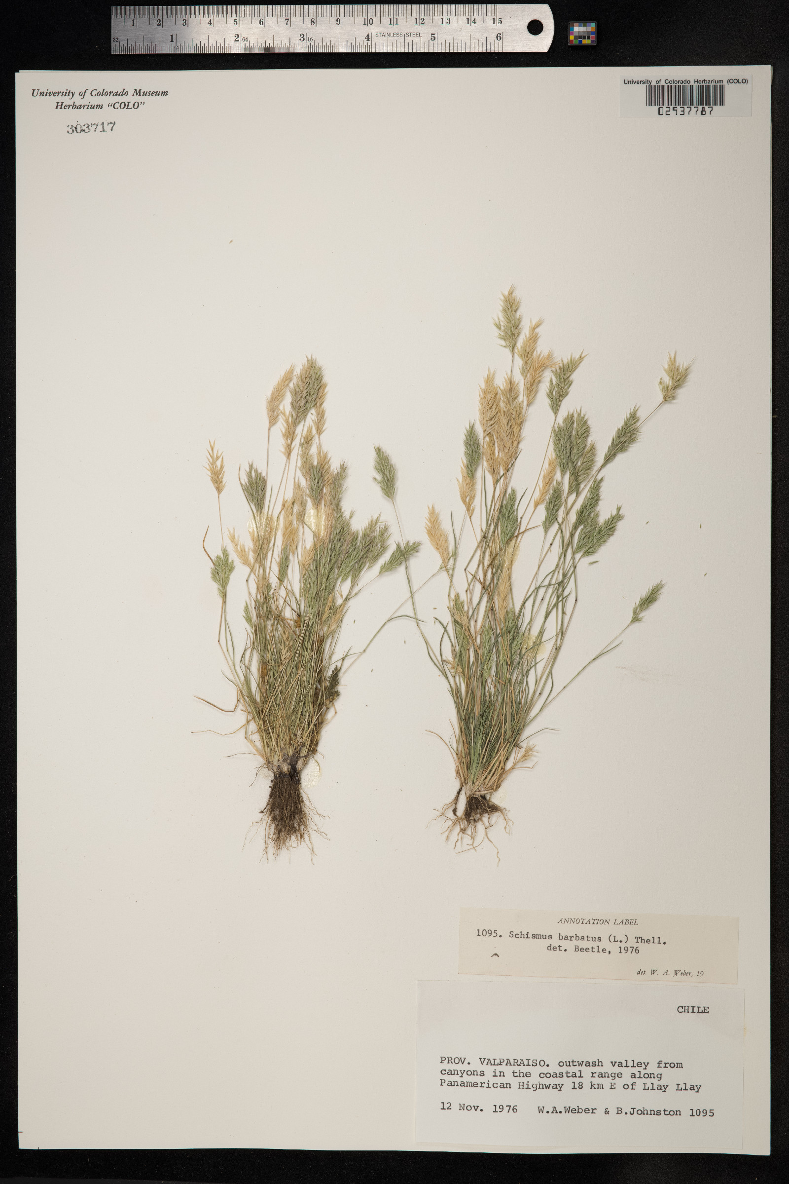 Schismus barbatus image