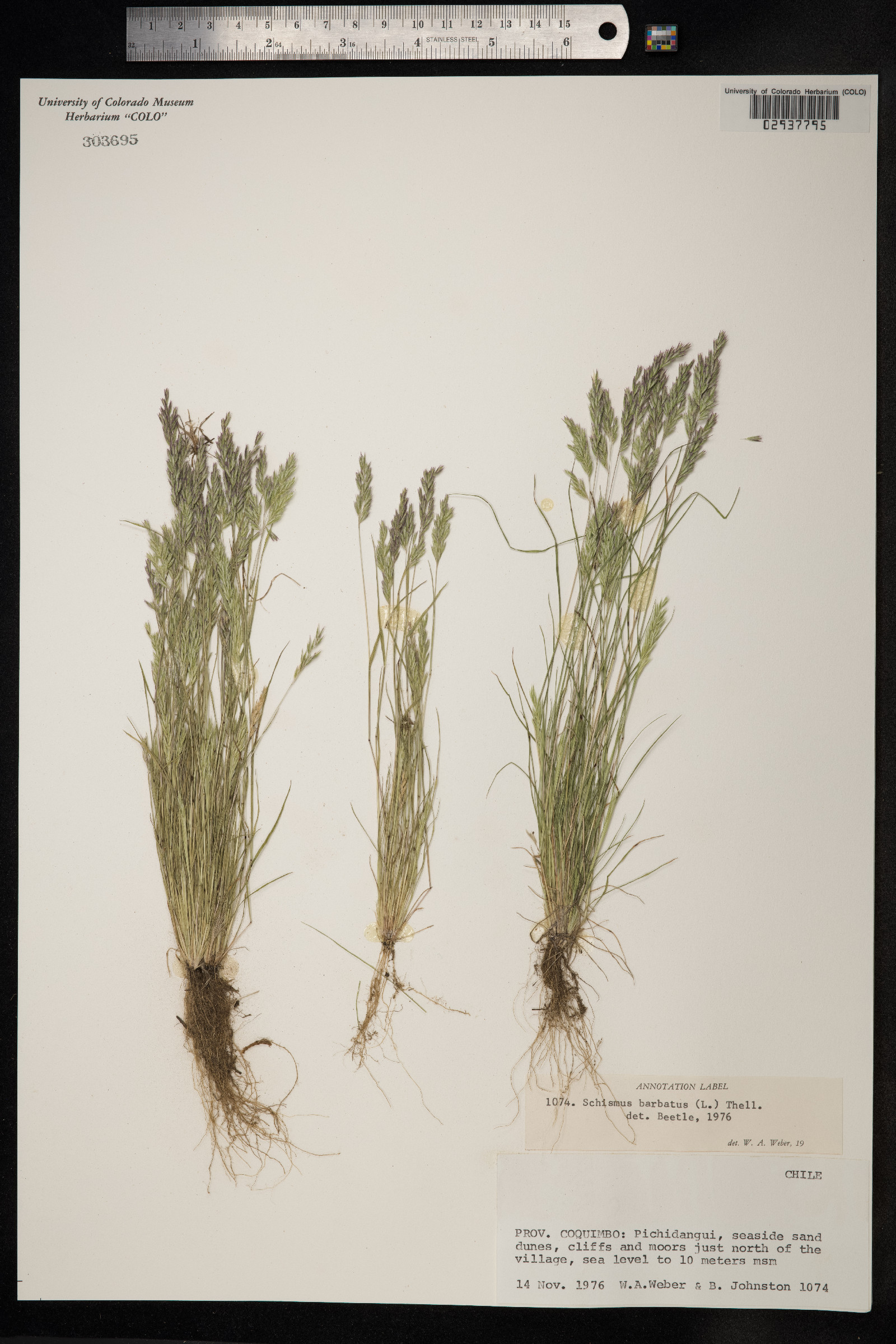 Schismus barbatus image