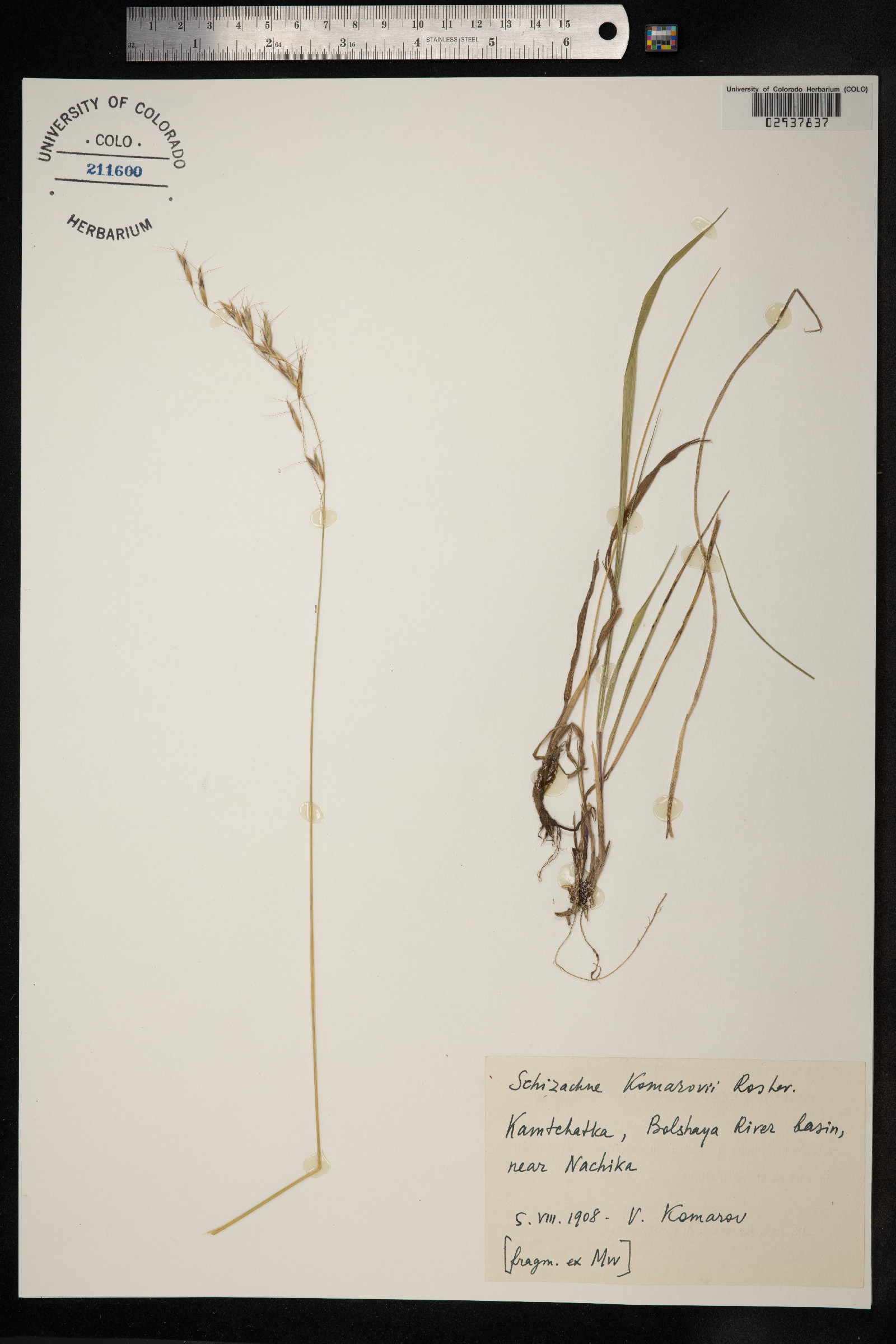 Schizachne purpurascens image