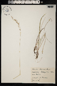 Schizachne purpurascens image